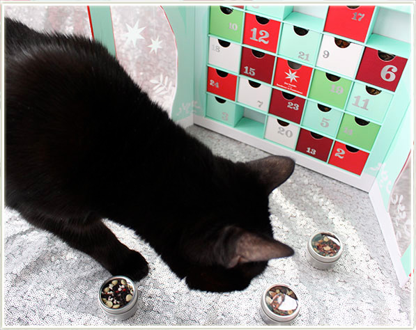 Nemo's perusing DAVIDsTEA holiday teas!